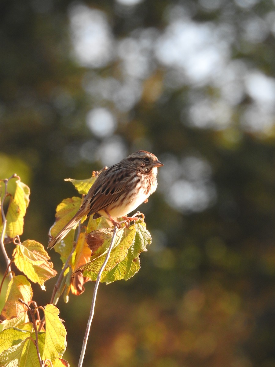 Song Sparrow - ML624635559