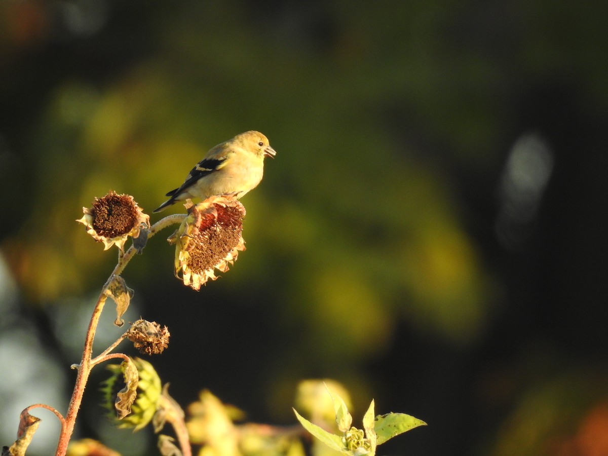 American Goldfinch - ML624635563