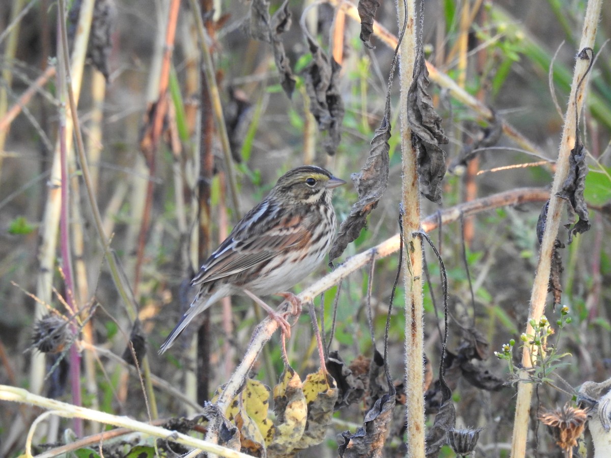 Savannah Sparrow - ML624635565