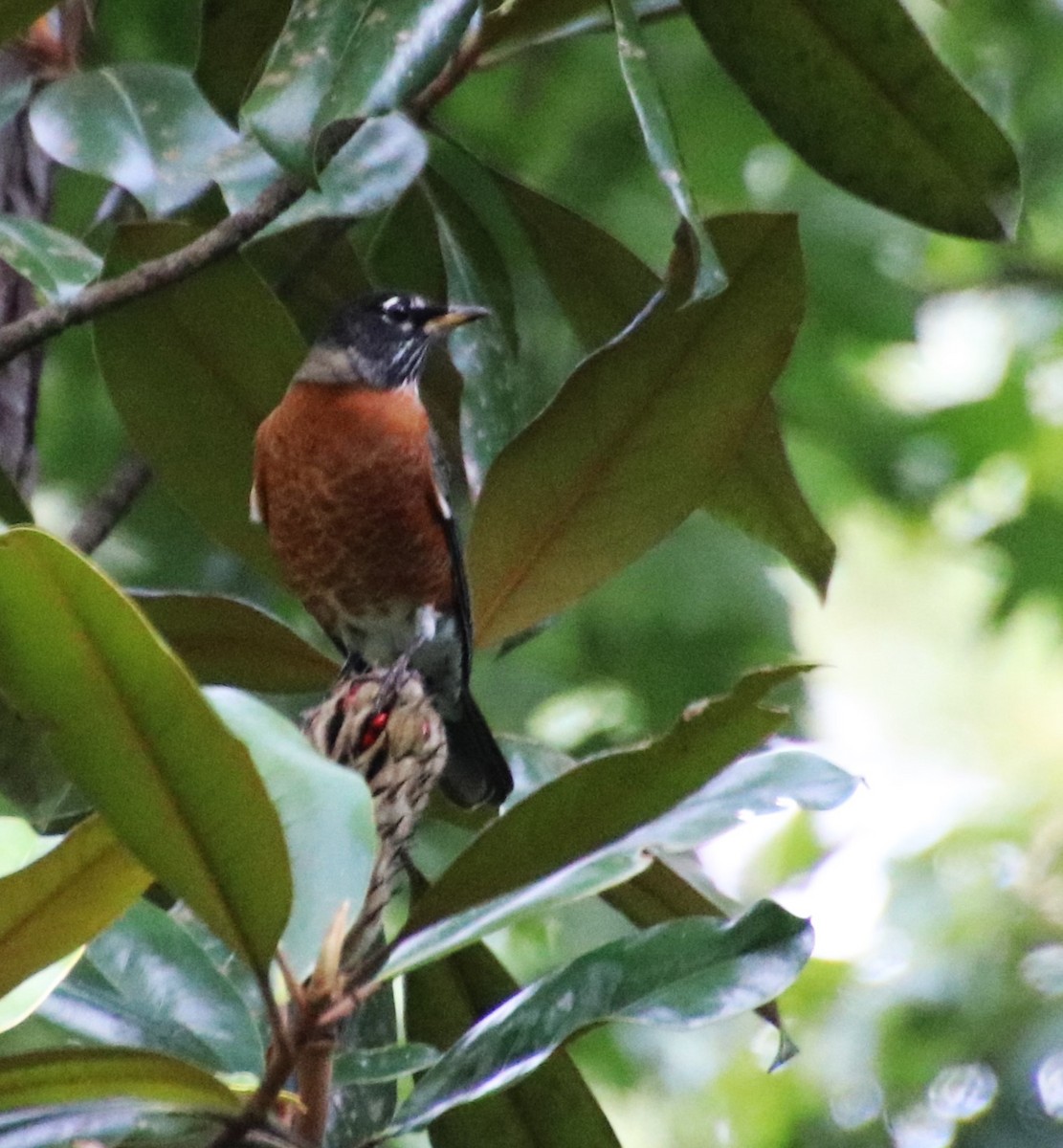 American Robin - ML624635640