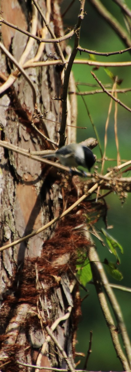 Carolina Chickadee - ML624635684