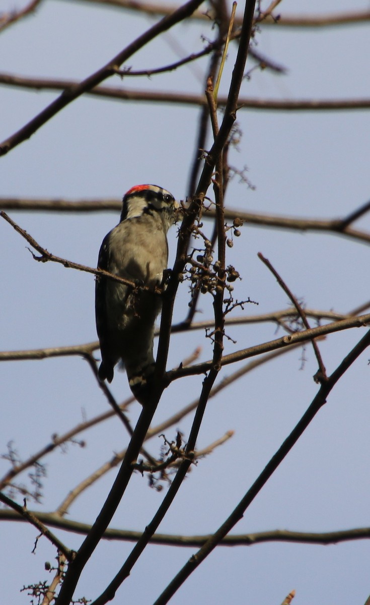 Downy Woodpecker - ML624635699