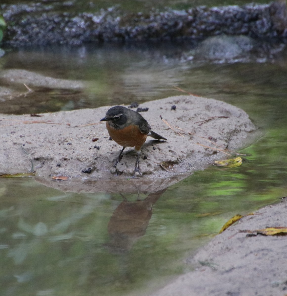 American Robin - ML624635709