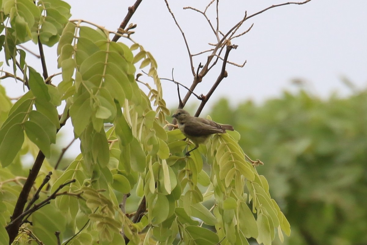 African Penduline-Tit - ML624635711