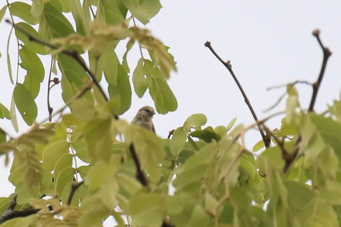 African Penduline-Tit - ML624635712