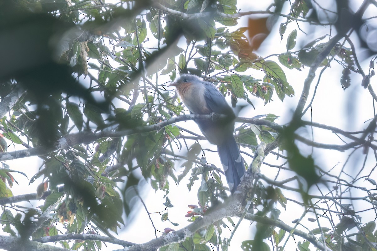 Red-billed Malkoha - ML624635830