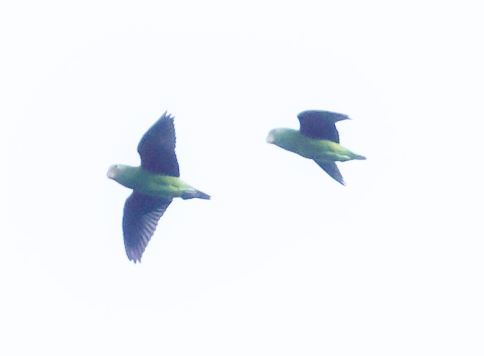 Blue-rumped Parrot - ML624635870