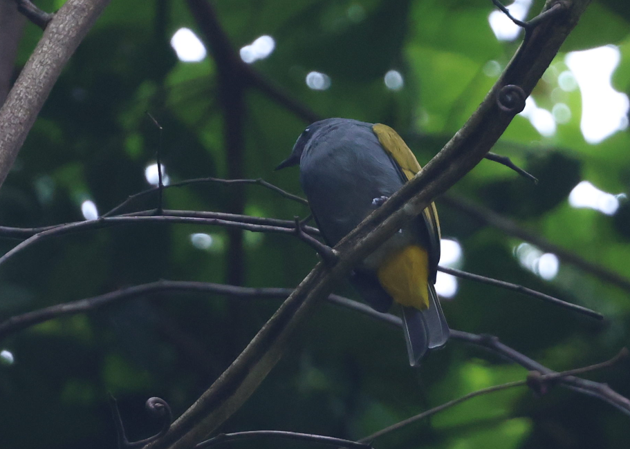 Gray-bellied Bulbul - ML624635895