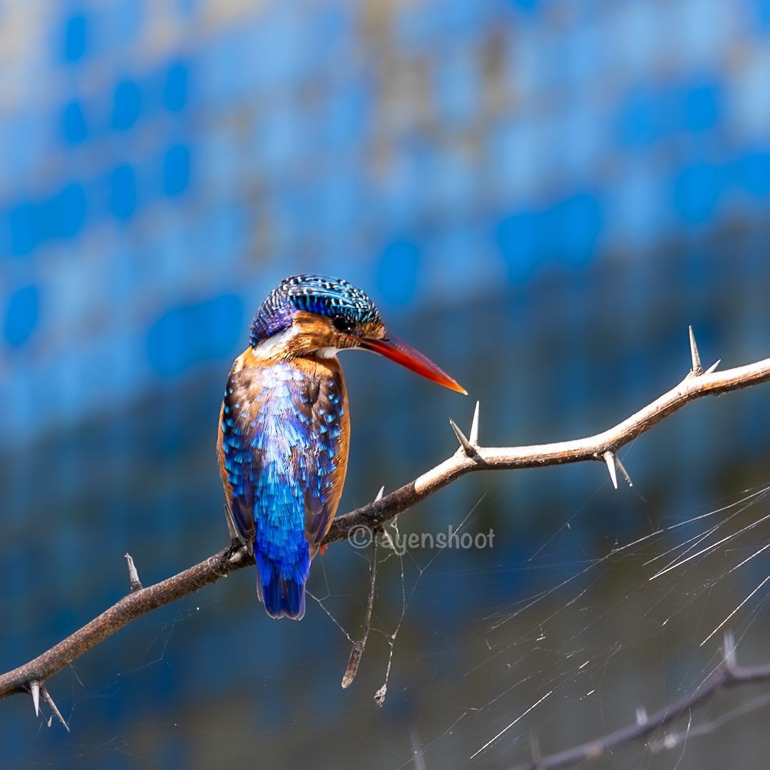 Malachite Kingfisher - ML624635921