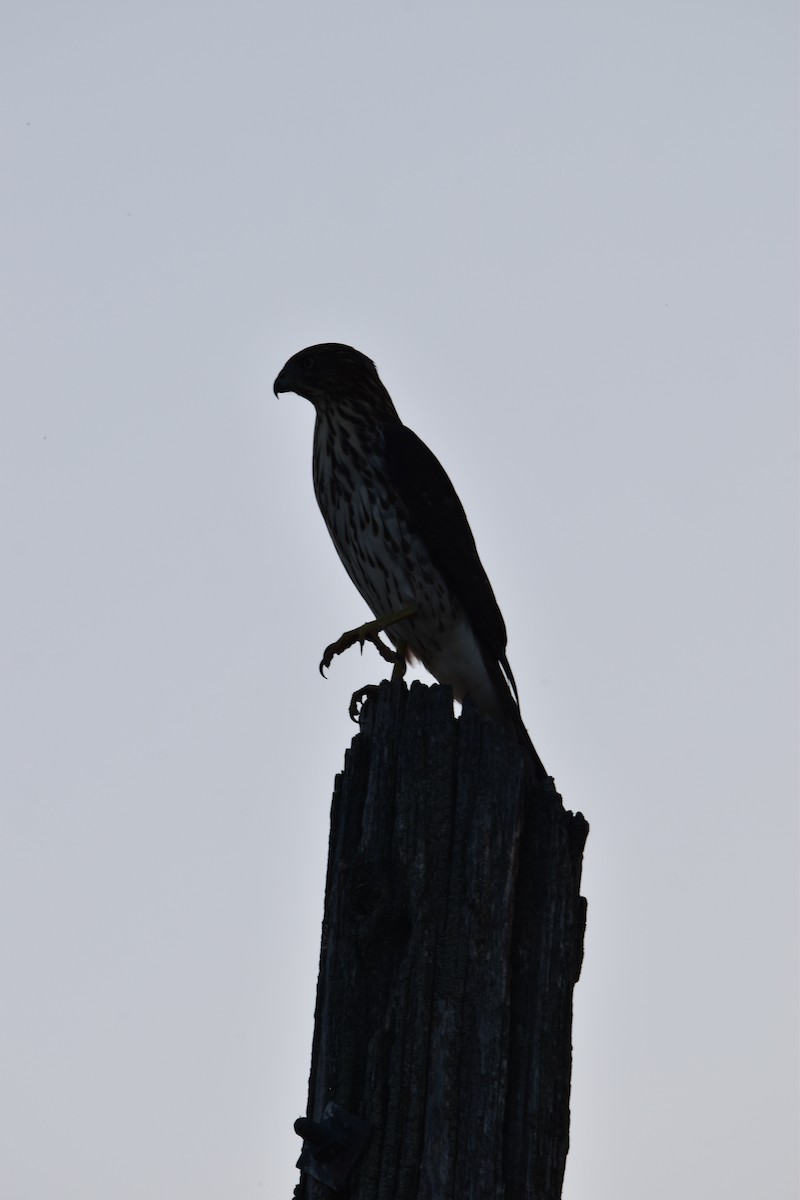 Cooper's Hawk - ML624636064