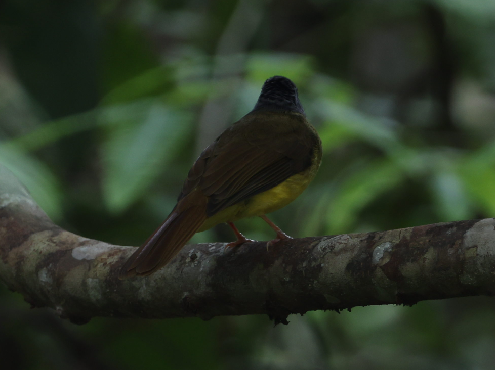 Yellow-bellied Bulbul - ML624636115