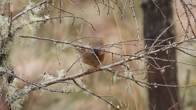 Grass Wren - ML624636138