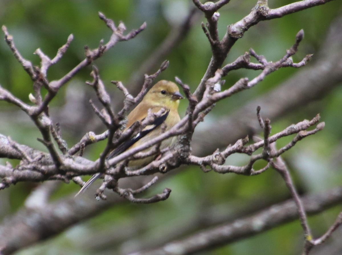 American Goldfinch - ML624636157