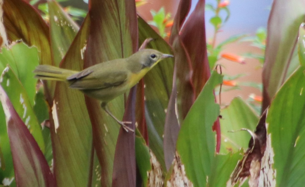 Common Yellowthroat - ML624636202