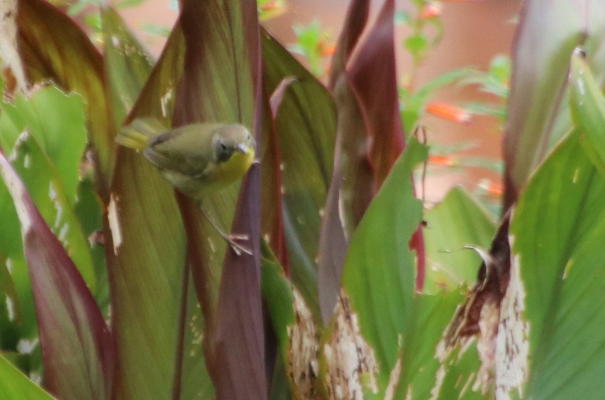 Common Yellowthroat - ML624636203