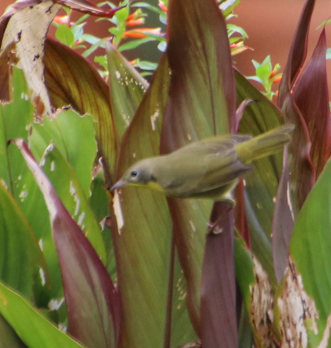 Common Yellowthroat - ML624636233