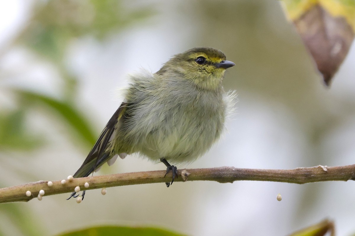 Golden-faced Tyrannulet (Golden-faced) - John Mills