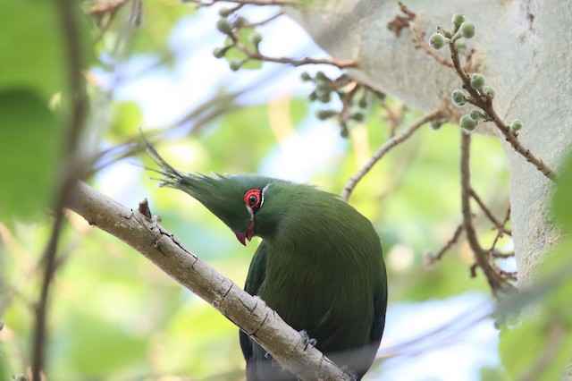 Turacos & Go-away-birds