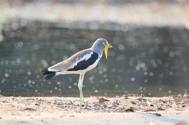 Plovers, Lapwings & Waders
