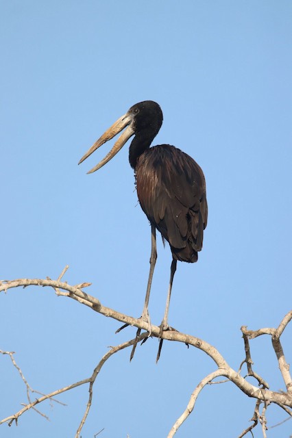 African Openbill (Anastomus lamelligerus) — best photo, 1 in total