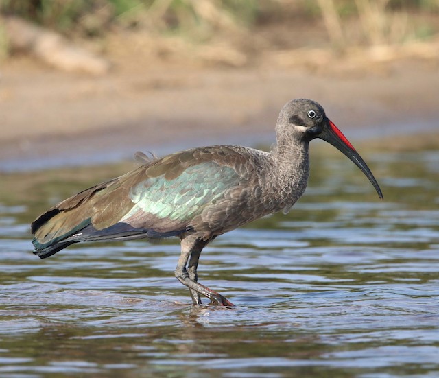 Herons, Storks & Waterbirds
