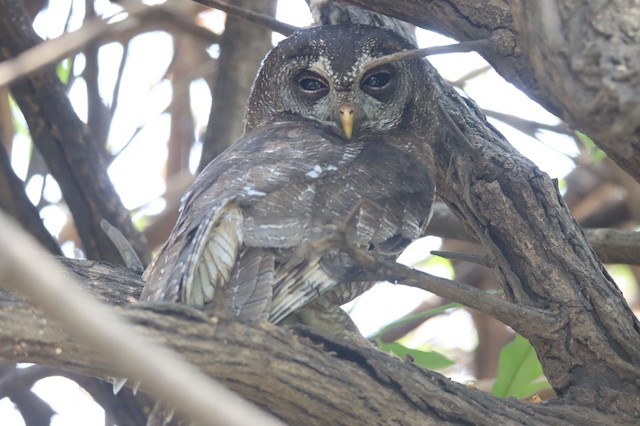 Owls & Nightjars