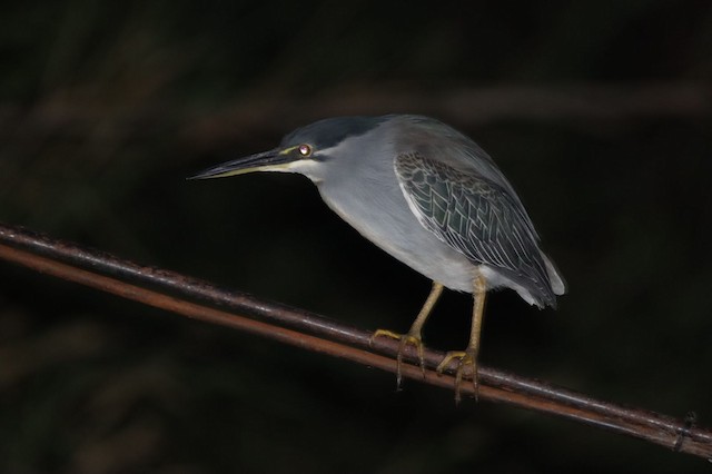 Little Heron (Butorides atricapilla) — best photo, 1 in total