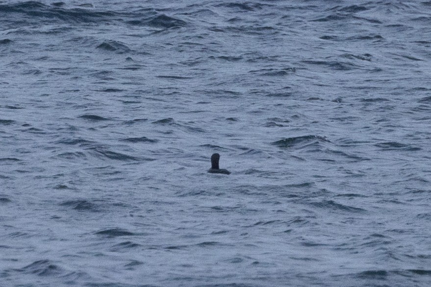 Pacific Loon - ML624636445