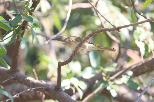 Bulbuls & Greenbuls