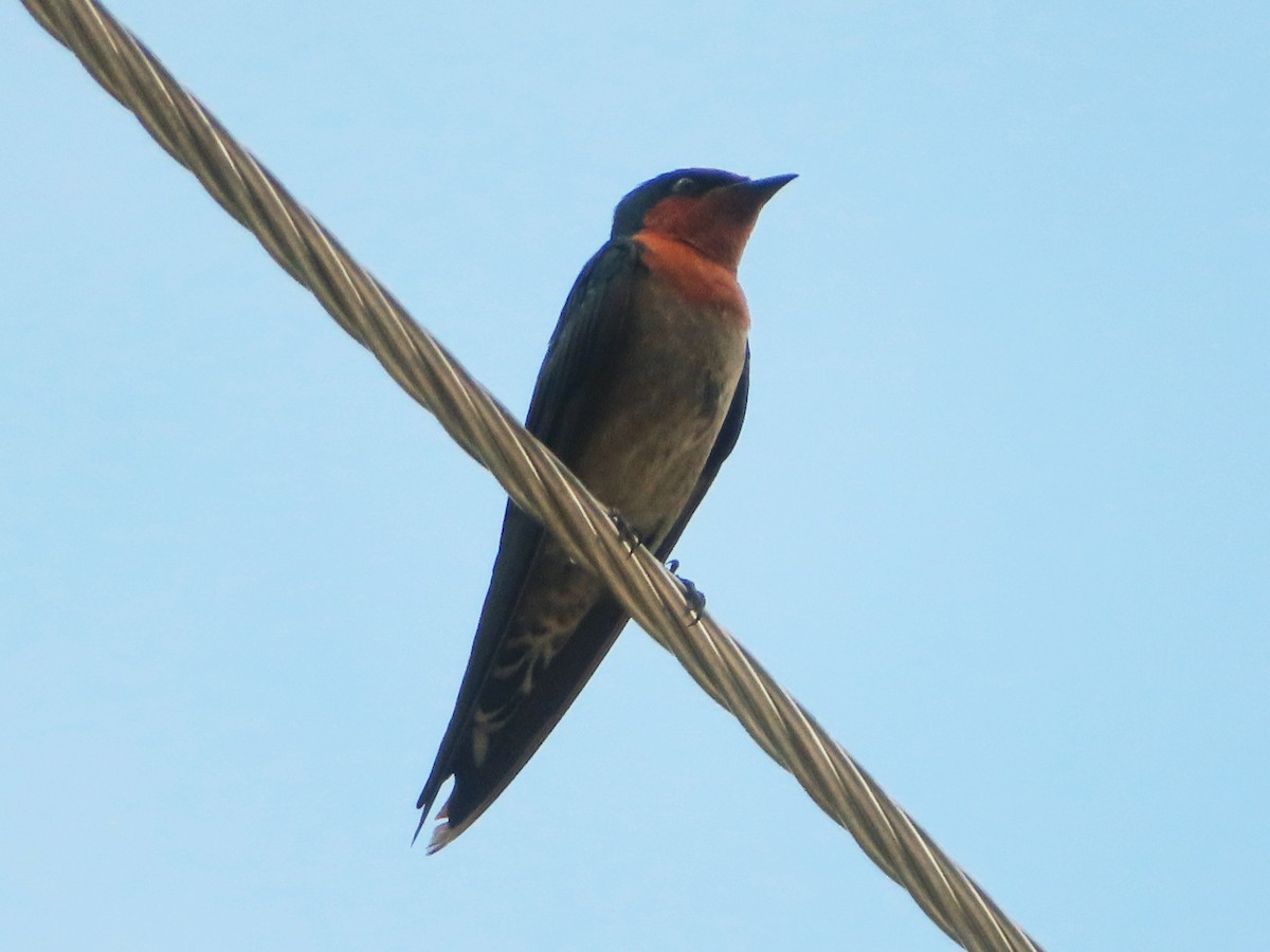 Pacific Swallow - ML624636549