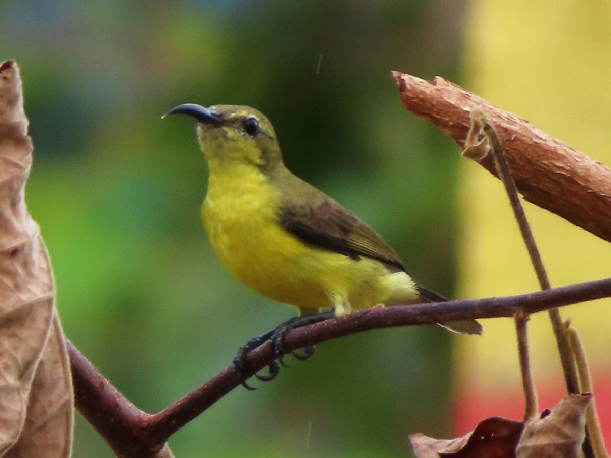 Palawan Sunbird - ML624636555