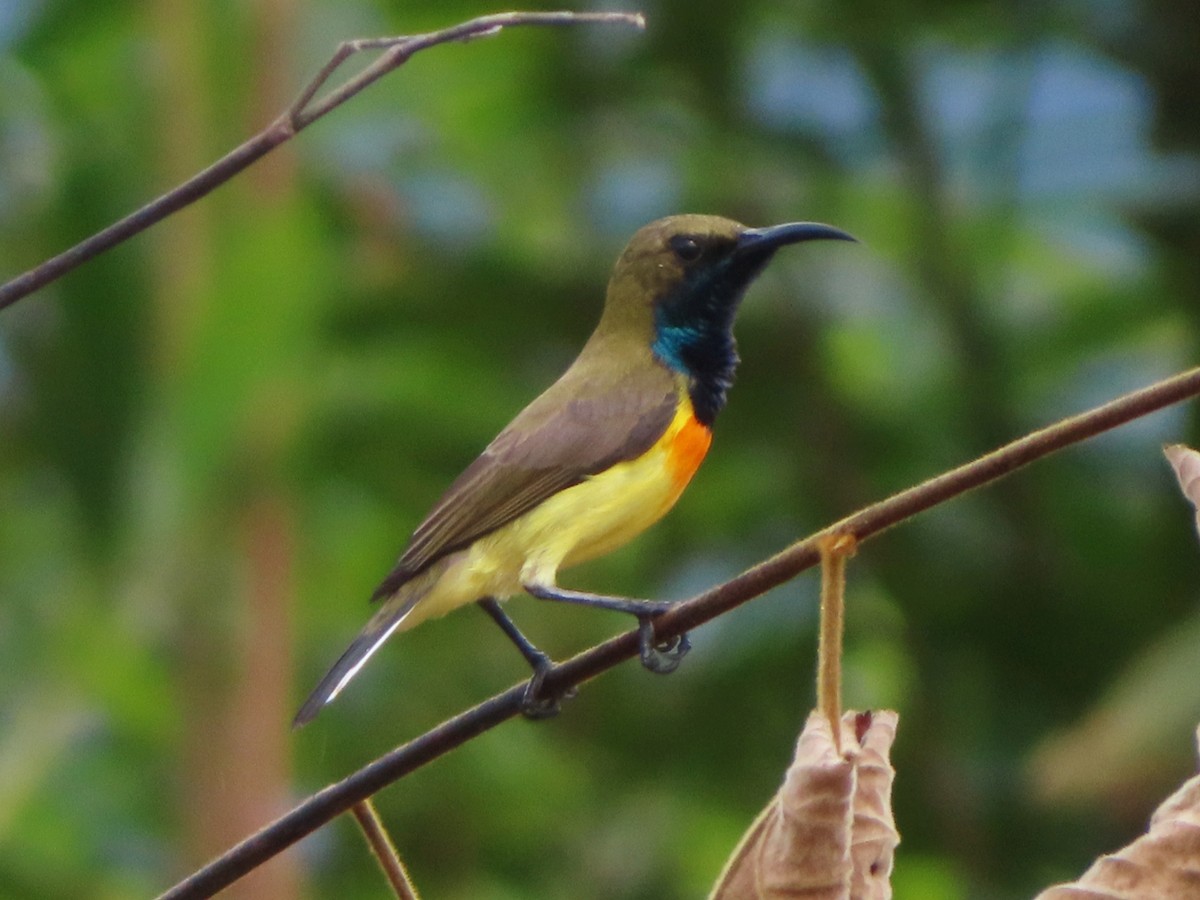Palawan Sunbird - ML624636556