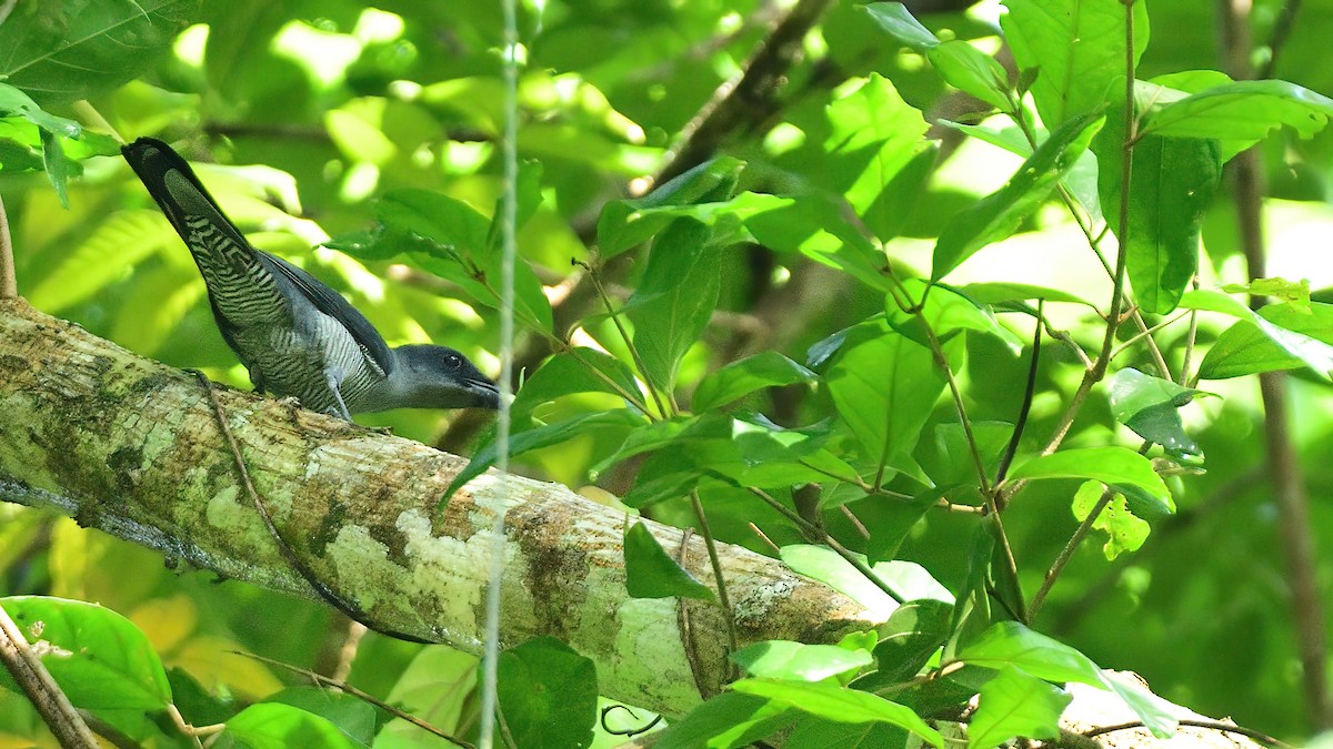 Andaman Cuckooshrike - ML624636741