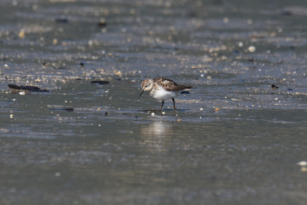 Baird's Sandpiper - ML624636821