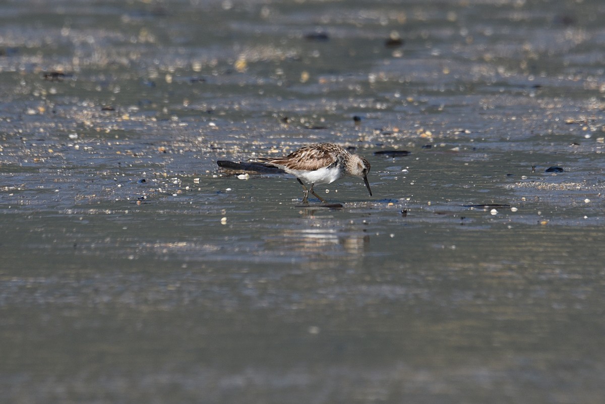 Baird's Sandpiper - ML624636822