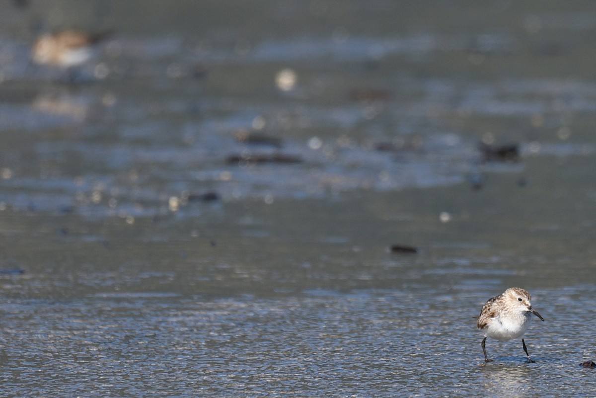 Baird's Sandpiper - ML624636823