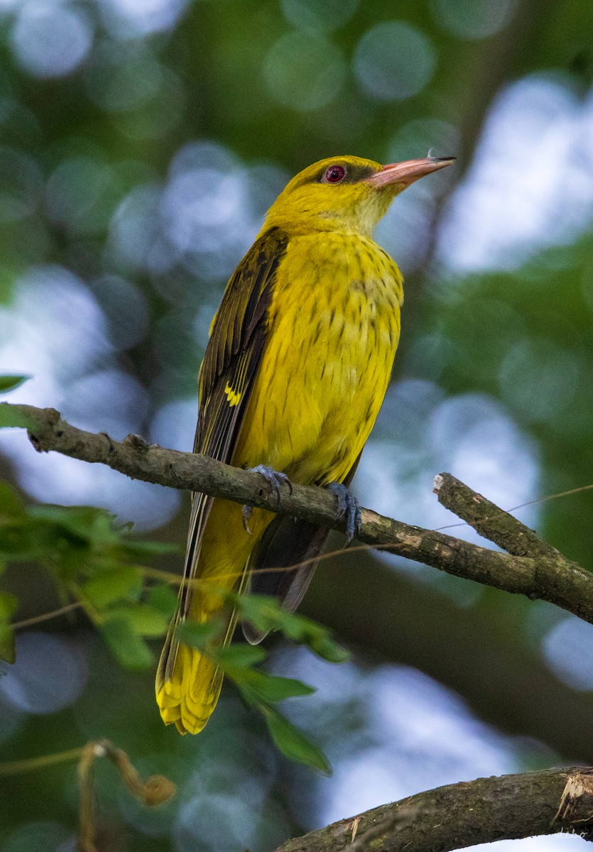 Indian Golden Oriole - ML624636980