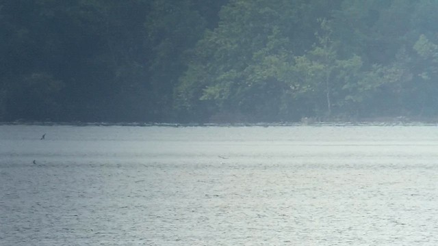 ハシグロクロハラアジサシ - ML624637164