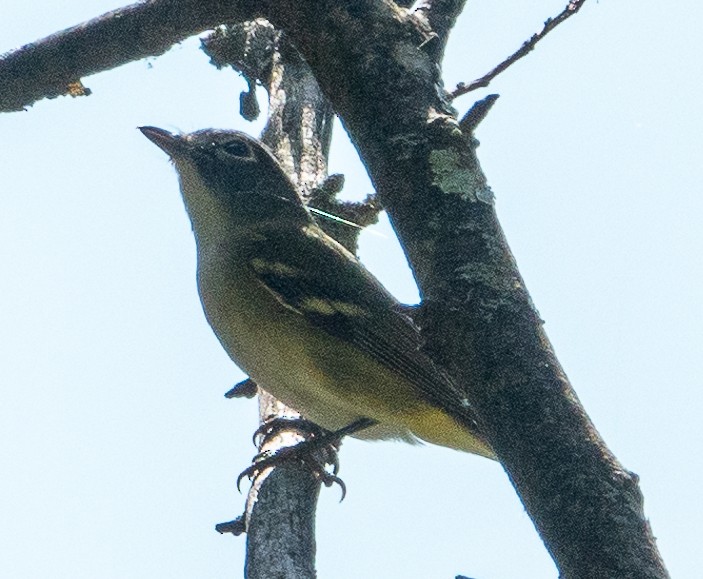 Blue-headed Vireo - ML624637362