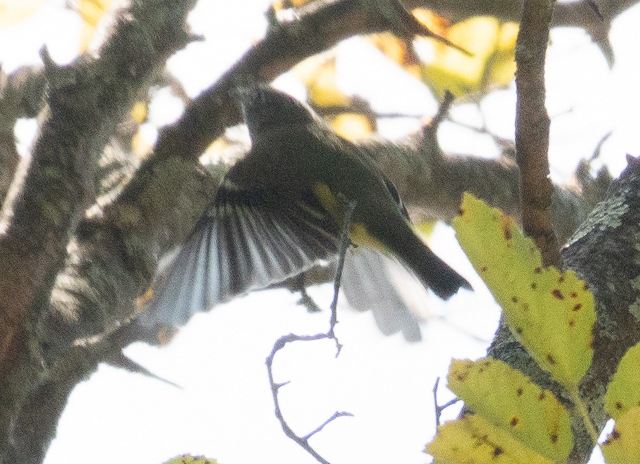 Blue-headed Vireo - ML624637363