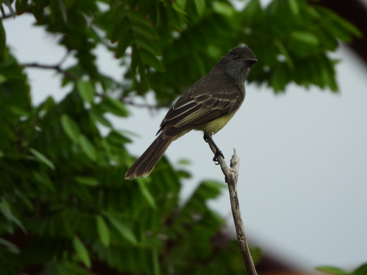 Apical Flycatcher - ML624637381