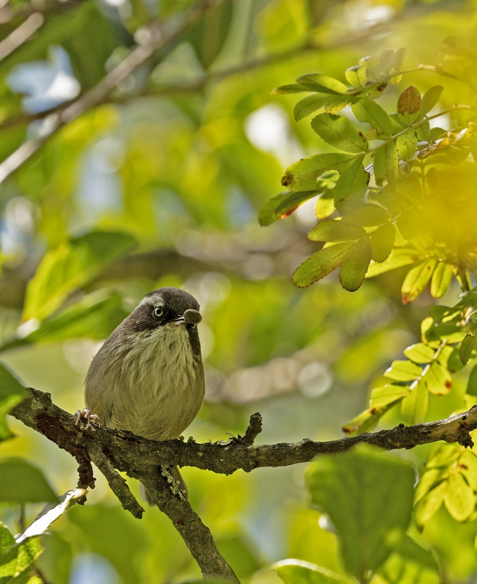 White-browed Fulvetta - ML624637447