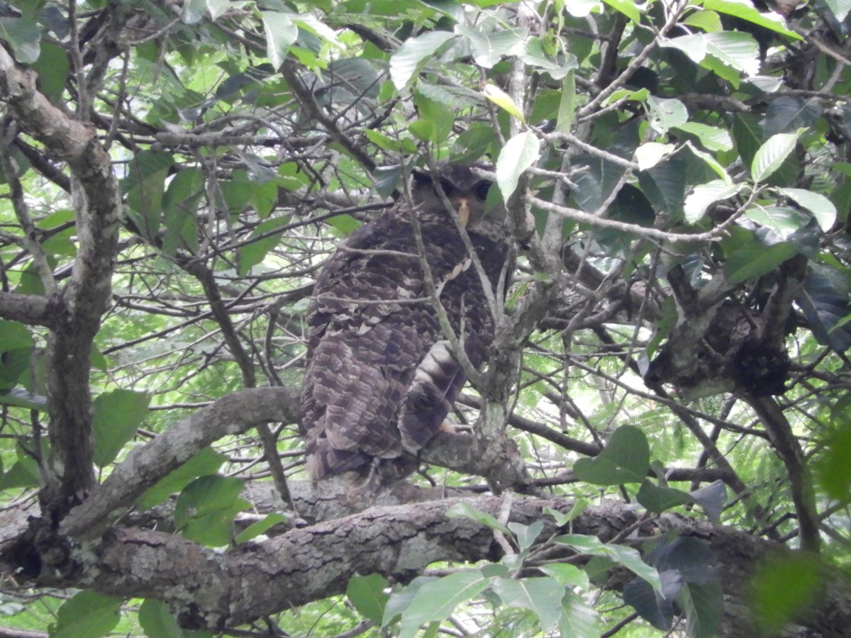 Spot-bellied Eagle-Owl - ML624637465