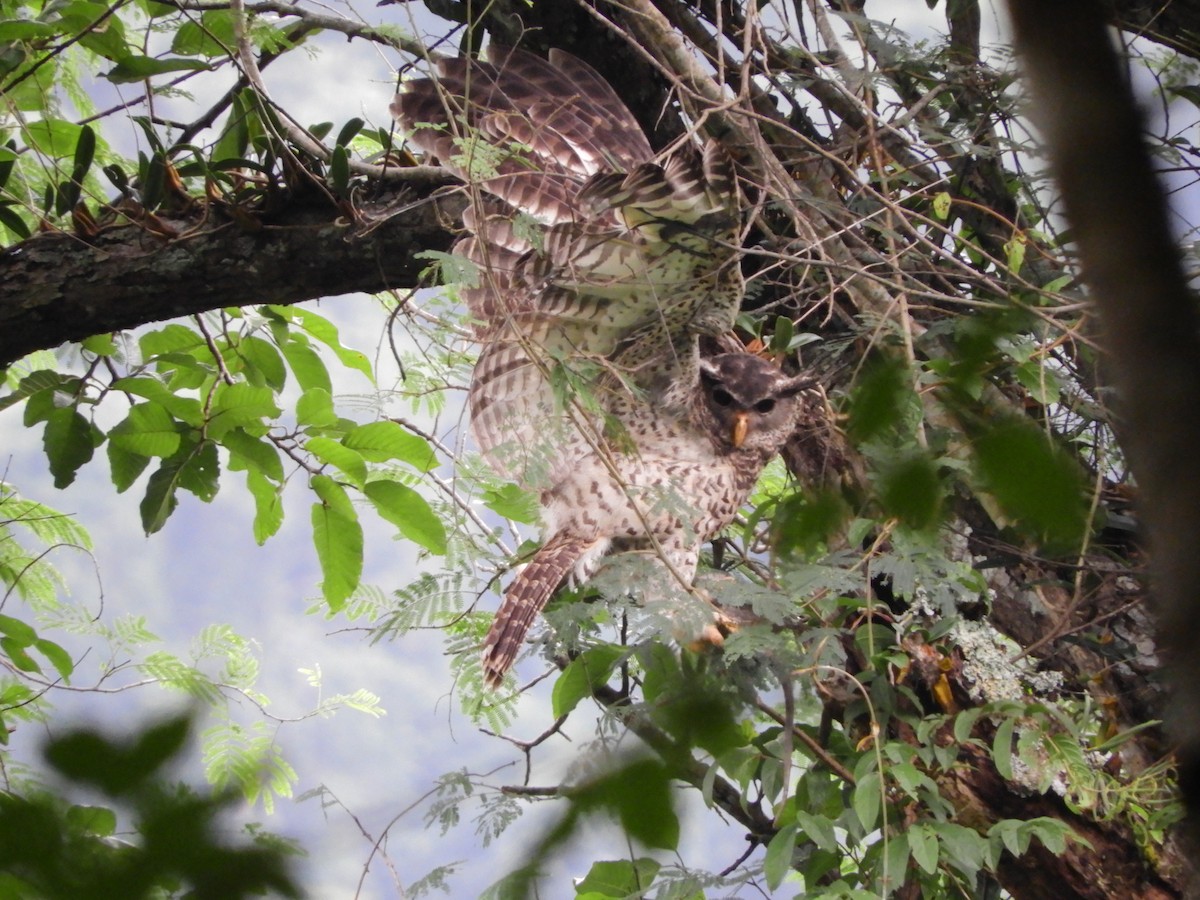 Spot-bellied Eagle-Owl - ML624637471