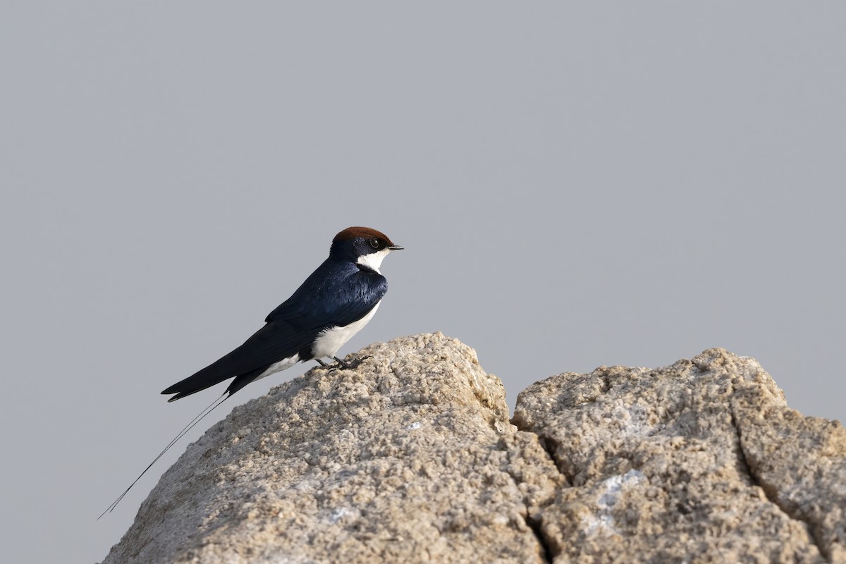 Wire-tailed Swallow - ML624637731