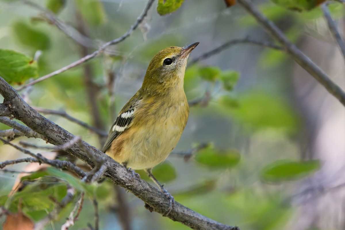 Bay-breasted Warbler - ML624637751