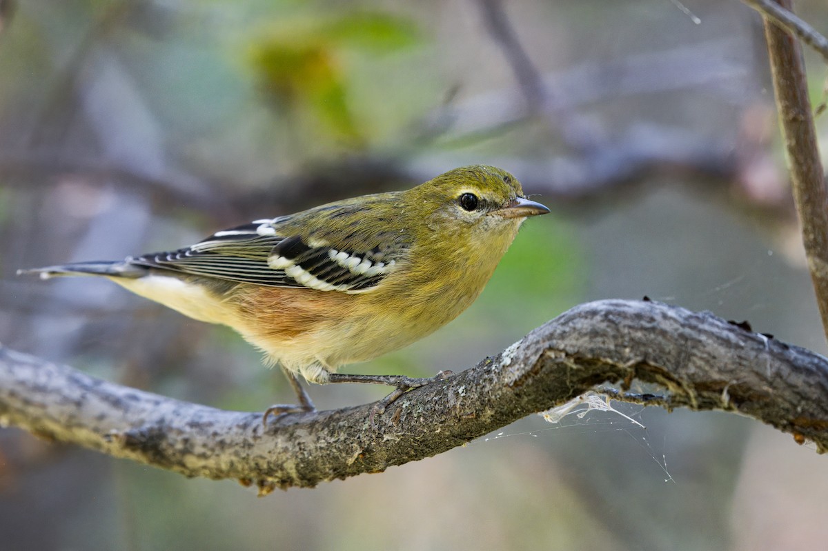 Bay-breasted Warbler - ML624637752