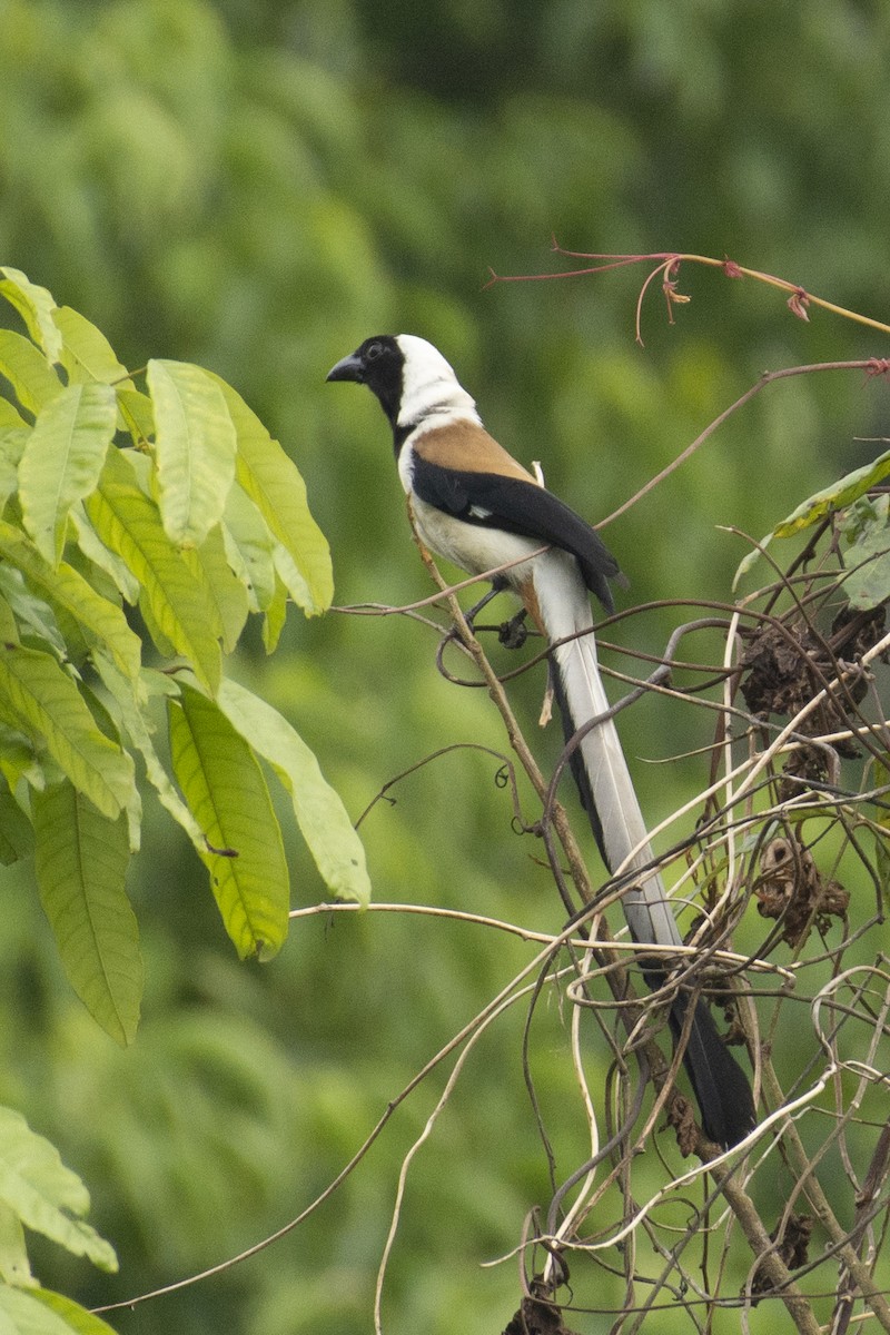 White-bellied Treepie - ML624637760