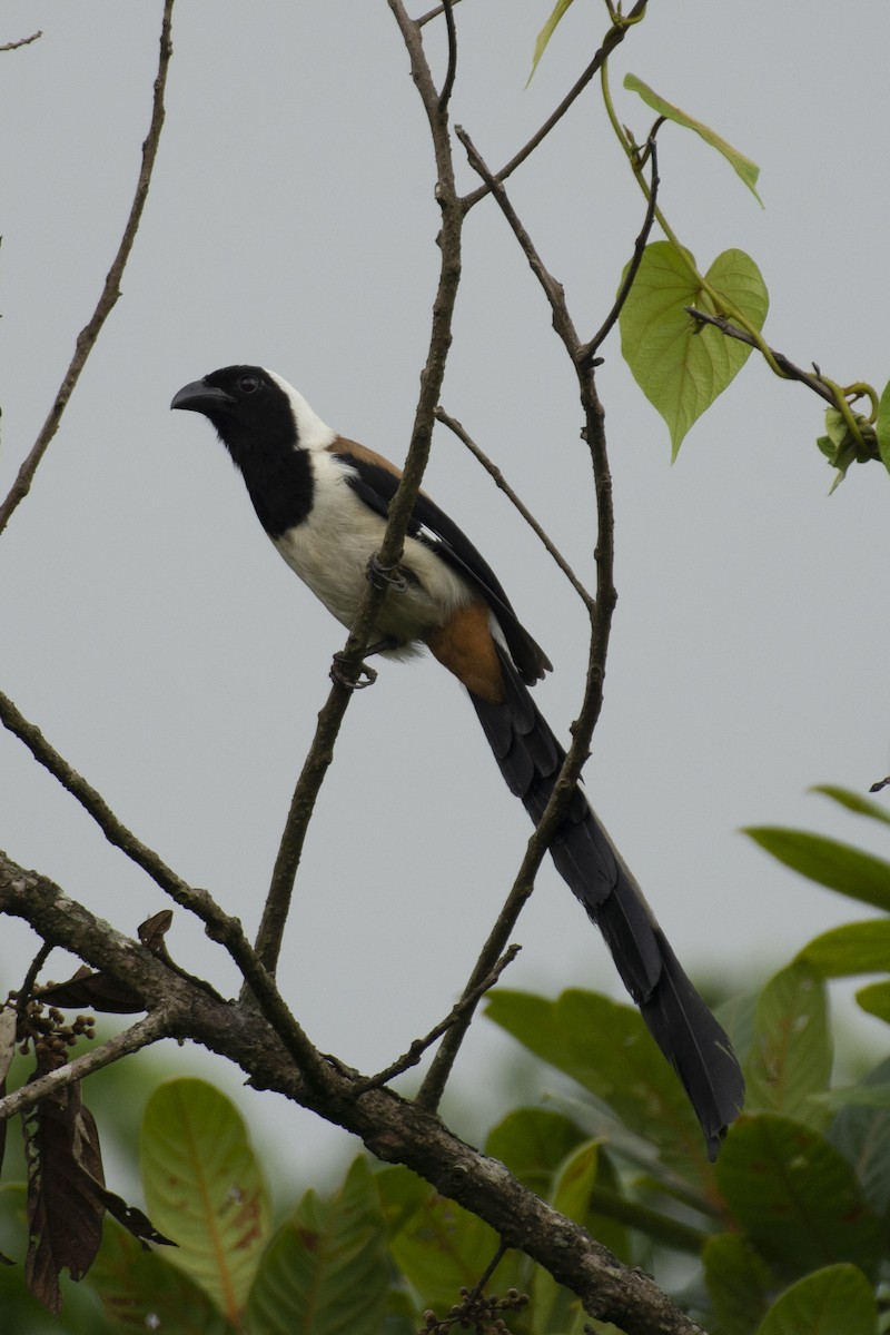 White-bellied Treepie - ML624637761