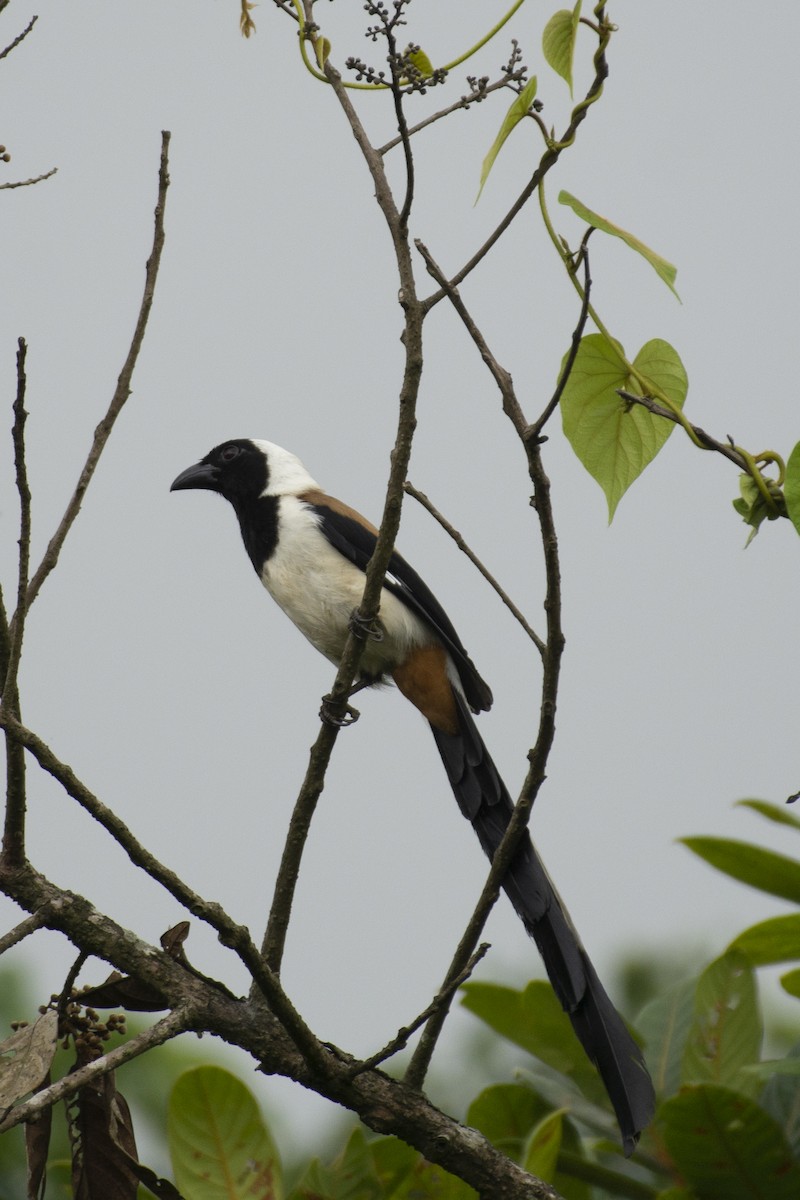 White-bellied Treepie - ML624637762